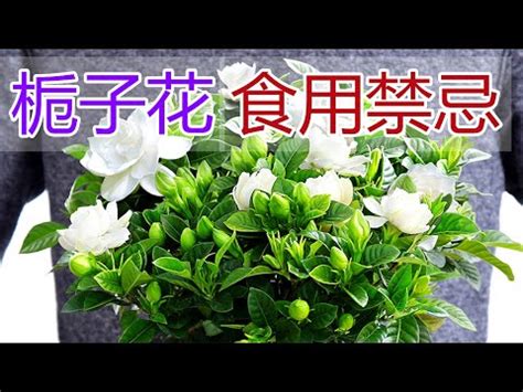 槴子花 花語 雨逢